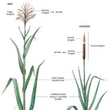 A nád és a gyékény