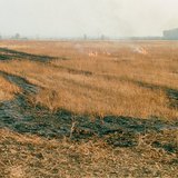 Талбайн сүрэл шатаах