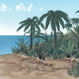 Юрийн галавын үеийн ургамал