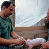 Малын эмч ажил дээрээ