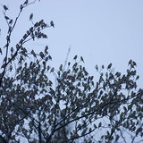 Шувуудын сүрэг