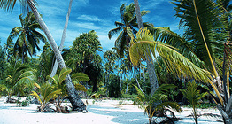 Хлуун бүсийн арал дээрх далдуу моднууд