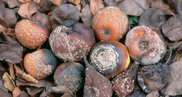 Монилиниар халдварлагдсан жимснүүд: алим, лийр, чавга