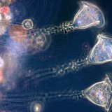 Хонхон шаахай (цэнгэг усны эгэл биетэн)