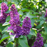 Голт бор цэцэг