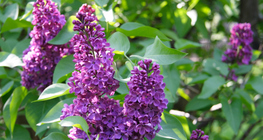 Голт бор цэцэг