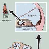 A csiga felépítése