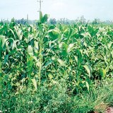 Эрдэнэ шишийн тариалан