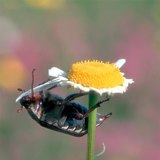 Хоолож буй май цох