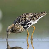 Ноцоо ноололдой