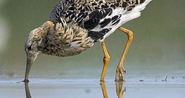 Ноцоо ноололдой