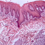 Хүний хэлний хөндлөн огтлол