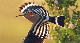 Бөвөөлжин өвөөлж