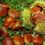 Чихэрлэг туулайн бөөр