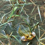 Ногоон мэлхий