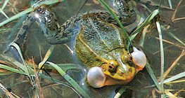 Ногоон мэлхий