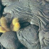 Царцаж хатуурсан лаав