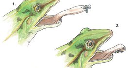 Мэлхийн сунадаг хэл