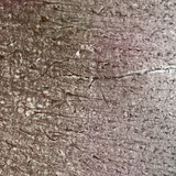 Хүний тархины бор гадар: төрөл бүрийн эсийн давхаргууд харагдаж байна