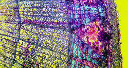 Тиля холтосны хөндлөн огтлол (будсан, өнгөт дэвсгэртэй)