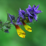 Мелампирум неморосум