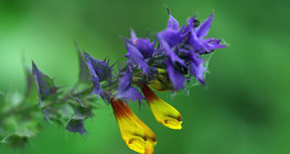 Мелампирум неморосум