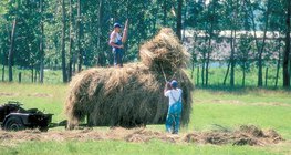 Сүрлэн бухал ачих