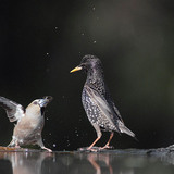 Банхар булжуухай ба хар тодол