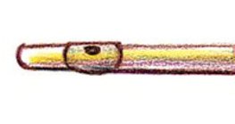 Үлээвэр лимбэ