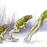 Мэлхийн үсрэх техник