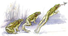 Мэлхийн үсрэх техник