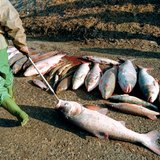 2000 онд Тиса мөрөнд циан асгарсан гамшгийн дараа үхсэн загаснууд