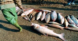 2000 онд Тиса мөрөнд циан асгарсан гамшгийн дараа үхсэн загаснууд