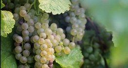 Усан үзмийн мод