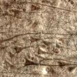 Хүний тархины бор гадар: том пирамид эсүүдийн давхарга харагдаж байна