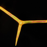 Хөвөнгийн гуурс (Leuconia solida)