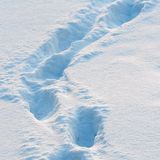 Цасан дээрх хөлийн мөр