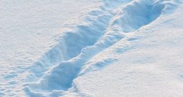 Цасан дээрх хөлийн мөр