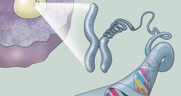 ДНХ-н бүтэц