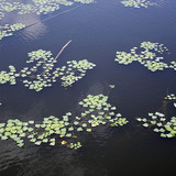 Трапа натанс