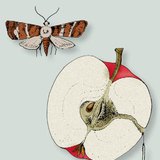 Кодлинг цагаан эрвээхэй