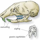 A vándorpatkány koponyája, fogazata