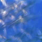 Нисч буй шувууд