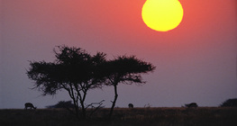 Саванна дахь нар жаргалт