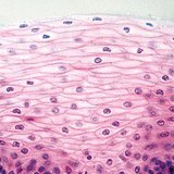 Үелсэн, кератинжээгүй хайрсан эд