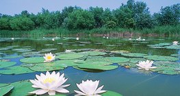 Усны сараана цэцэг