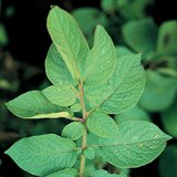 Төмсний навч