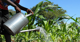 Усны хомсдол