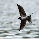 Асрын хараацай