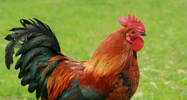 Азарган тахиа